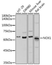 NOX1 Rabbit pAb