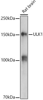 ULK1 Rabbit pAb