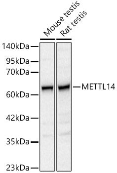 METTL14 Rabbit pAb