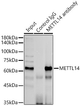 METTL14 Rabbit pAb