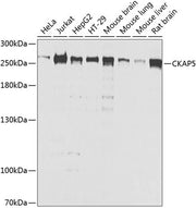 CKAP5 Rabbit pAb