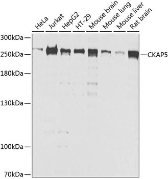 CKAP5 Rabbit pAb