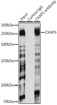 CKAP5 Rabbit pAb
