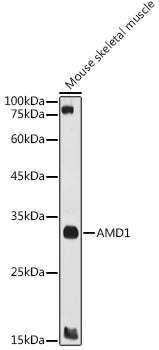 AMD1 Rabbit pAb
