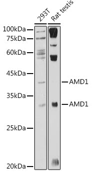 AMD1 Rabbit pAb
