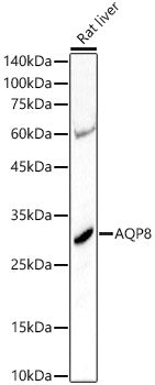 AQP8 Rabbit pAb