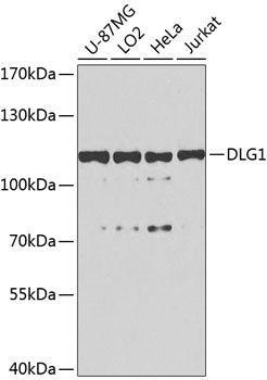 DLG1 Rabbit pAb