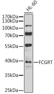 FCGRT Rabbit pAb