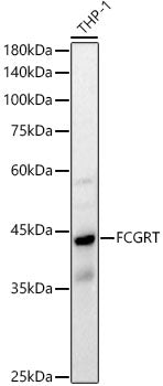 FCGRT Rabbit pAb