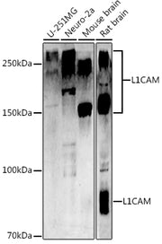 CD171/L1CAM Rabbit pAb
