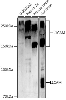 CD171/L1CAM Rabbit pAb