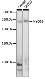 MYO5B Rabbit pAb