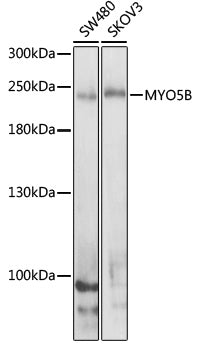 MYO5B Rabbit pAb