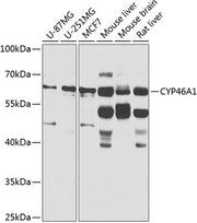 CYP46A1 Rabbit pAb