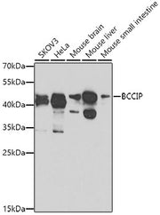 BCCIP Rabbit pAb