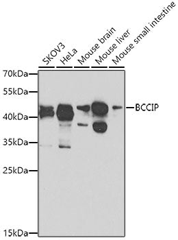 BCCIP Rabbit pAb