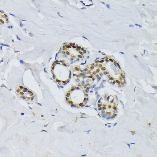 BCCIP Rabbit pAb