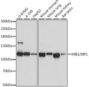 MIB1/DIP1 Rabbit pAb