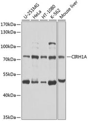 CIRH1A Rabbit pAb
