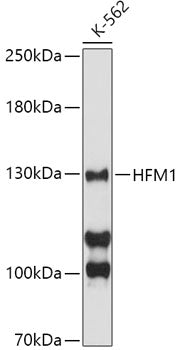 HFM1 Rabbit pAb