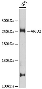 ARID2 Rabbit pAb