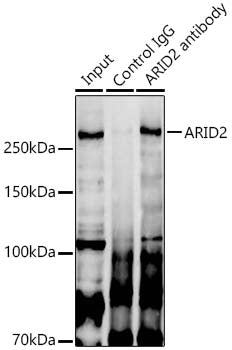 ARID2 Rabbit pAb