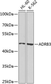 ADRB3 Rabbit pAb