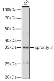 Sprouty 2 Rabbit mAb