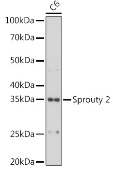 Sprouty 2 Rabbit mAb