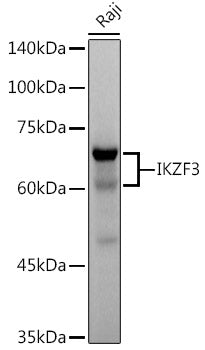 IKZF3 Rabbit mAb