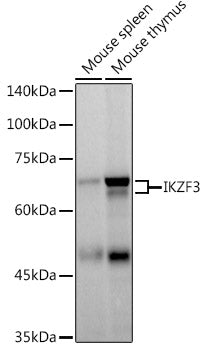 IKZF3 Rabbit mAb