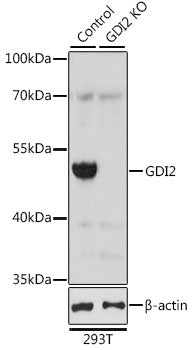 [KO Validated] GDI2 Rabbit pAb