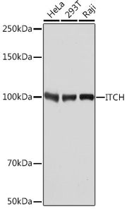[KO Validated] ITCH Rabbit mAb