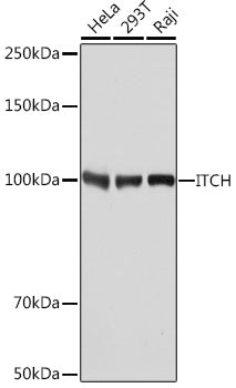 [KO Validated] ITCH Rabbit mAb