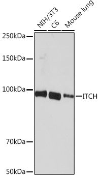 [KO Validated] ITCH Rabbit mAb