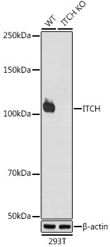 [KO Validated] ITCH Rabbit mAb