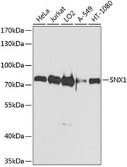 SNX1 Rabbit pAb