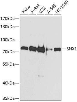 SNX1 Rabbit pAb