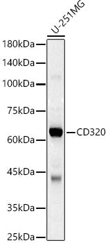 CD320 Rabbit pAb