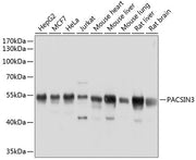 PACSIN3 Rabbit pAb