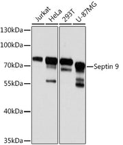 Septin 9 Rabbit pAb