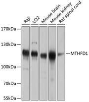 MTHFD1 Rabbit pAb