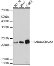 RAIDD/CRADD Rabbit mAb