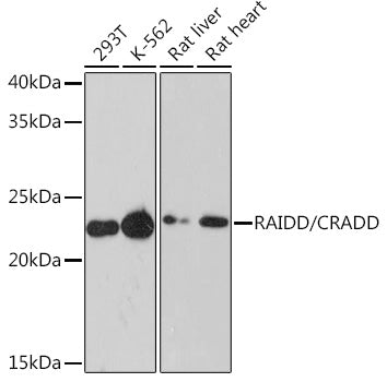 RAIDD/CRADD Rabbit mAb