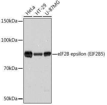 eIF2B epsilon (EIF2B5) Rabbit mAb
