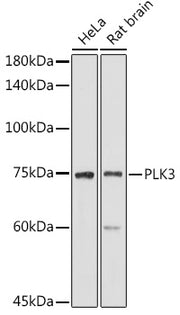 PLK3 Rabbit pAb