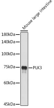 PLK3 Rabbit pAb