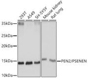 PEN2/PSENEN Rabbit mAb