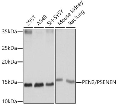 PEN2/PSENEN Rabbit mAb