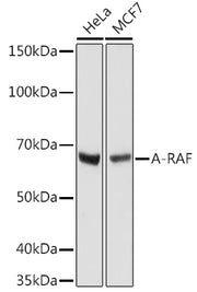 A-RAF Rabbit mAb